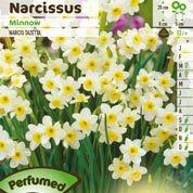 Narcisse miniature 'Minnow'